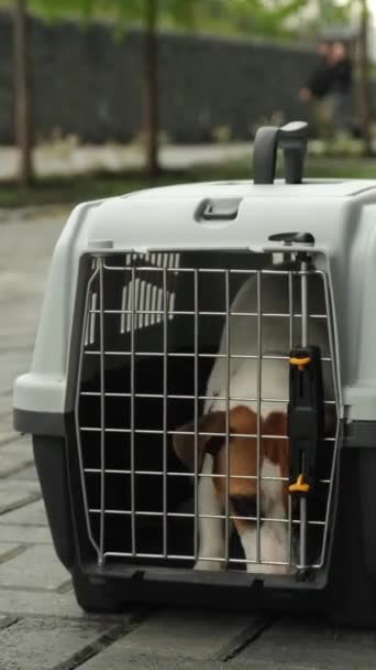 Une Femme Caucasienne Libère Son Chien Jack Russell Terrier Cage — Video