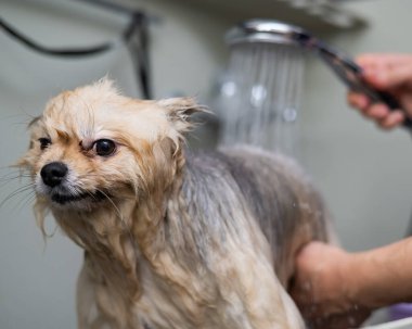 Bir kadın kuaförde şirin bir Pomeranya köpeği yıkıyor.