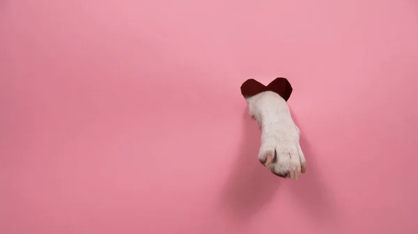 犬の足はピンクの段ボールの背景から突き出ています 心臓の形をした穴 — ストック写真