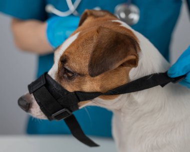 Bir veteriner, Jack Russell Terrier köpeğine bez bir ağızlık takar.