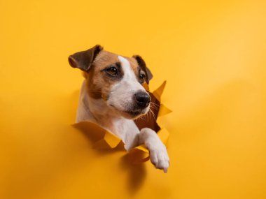Komik Jack Russell Terrier kağıt turuncu bir arka plandan çıkıp onu yırtıyor.