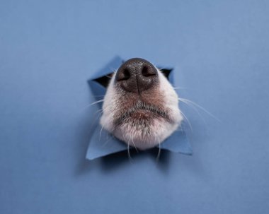Jack Russell Terrier köpek burnu yırtılmış kağıt mavisi arka planda