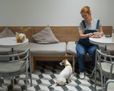 Jack Russell bir kafede yerde oturuyor ve köpek dostu bir kafede sahibini bekliyor. Kadın kahve içiyor.