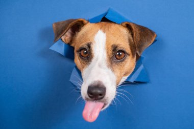 Komik köpek Jack Russell Terrier kağıt mavisi arka planda bir delikten sarkıyor.