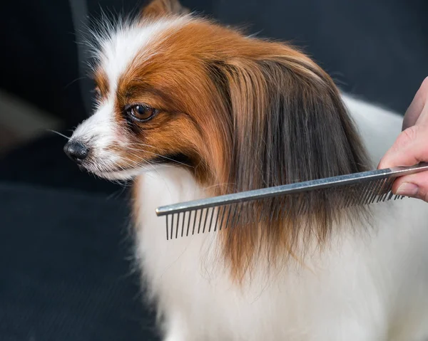 Beyaz kadın bir köpeği tarıyor. Papillon Continental Spaniel tımar üzerine