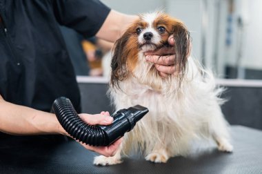 Beyaz bir kadın köpeği kurutuyor. Papillon Continental Spaniel kuaförde