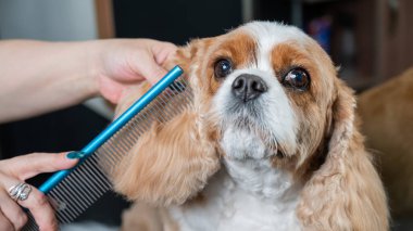 Süvari Kral Charles Spaniel 'i kuaförde tarıyor.