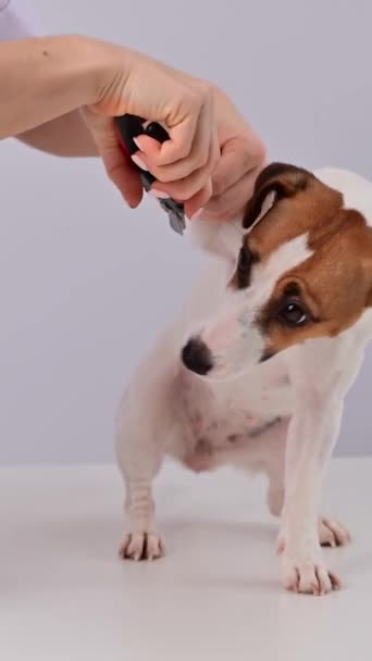 Weterynarz Przycina Paznokcie Psa Jacka Russella Terriera Pionowe Wideo — Wideo stockowe
