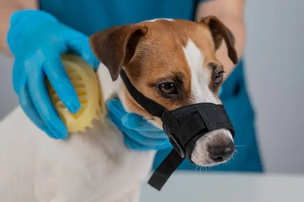 A groomer brushes a dog with a silicone brush. Jack Russell Terrier wearing a muzzle during a beauty procedure