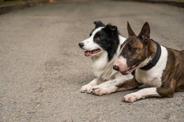 Boğa teriyeri ve sınır köpeği açık havada. Yürüyüşe çıkmış iki köpek.