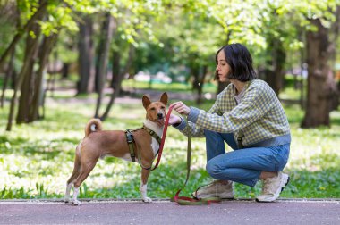 Genç bir kadın parkta tasmalı bir Afrika Basenji köpeğiyle yürüyor.