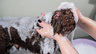 Kadın kuaförde mini fino köpeğini şampuanlıyor.