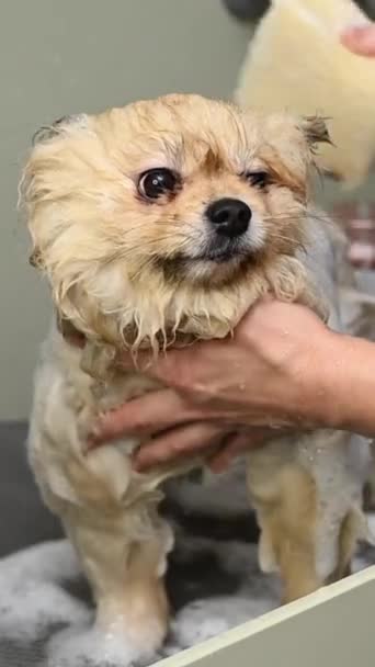 Seorang Wanita Mencuci Dengan Shampo Spitz Lucu Anjing Salon Perawatan — Stok Video