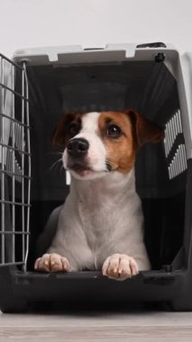 Jack Russell Terrier köpeği güvenli yolculuk için çantadan çıkar. Dikey video