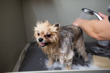 Bir kadın kuaförde şirin bir Pomeranya köpeği yıkıyor.