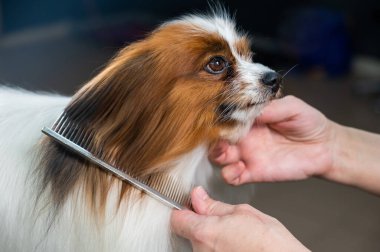 Kadın köpeği tarıyor. Papillon Continental Spaniel 'in kuafördeki portresi