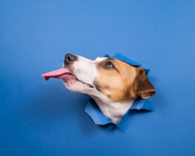 Komik köpek Jack Russell Terrier kağıt mavisi arka planda bir delikten sarkıyor.