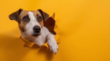Komik Jack Russell Terrier kağıt turuncu bir arka plandan çıkıp onu yırtıyor.