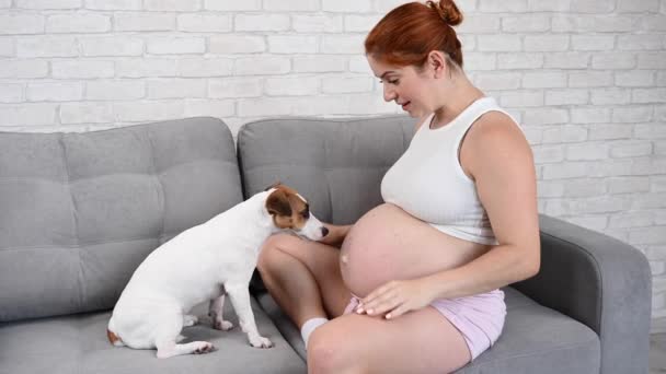 Glückliche Rothaarige Schwangere Sitzt Mit Ihrem Hund Auf Dem Sofa — Stockvideo