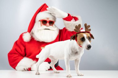 Güneş gözlüklü Noel Baba 'nın portresi ve Rudolf Ren geyiği kulaklı köpek Jack Russell Terrier' ın beyaz arka planda resmi.