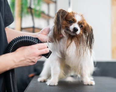 Beyaz bir kadın köpeği kurutuyor. Papillon Continental Spaniel kuaförde