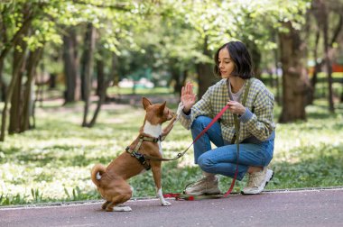 Afrikalı köpek Sabbenji parkta yürürken sahibine beşlik çakıyor.