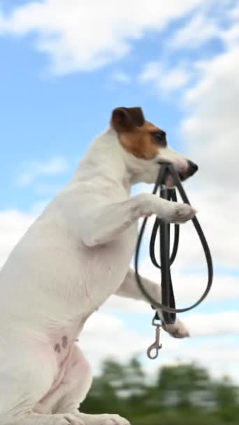 Anjing Jack Russell Terrier Melakukan Trik Dengan Tali Mulutnya Video — Stok Video