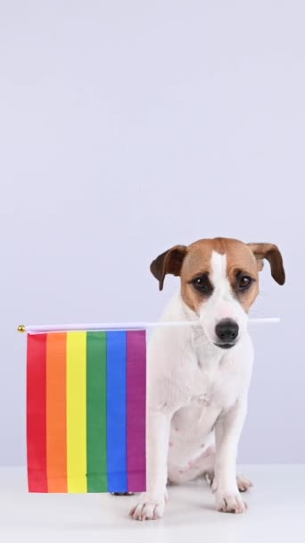 Jack Russell Teriér Pes Drží Duhovou Vlajku Ústech Bílém Pozadí — Stock video