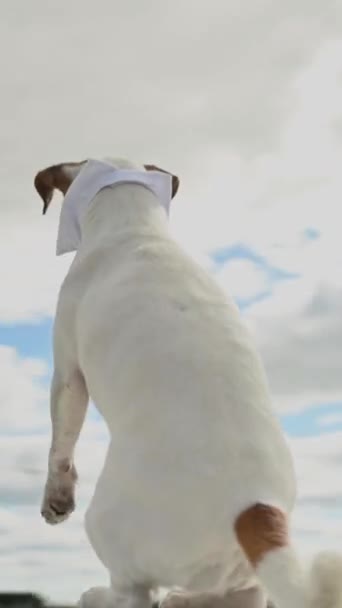 Video 360 Derajat Kamera Panci Sekitar Anjing Jack Russell Terrier — Stok Video