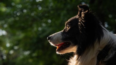 Gün batımında ormanda yürüyen siyah beyaz bir çoban köpeğinin portresi.