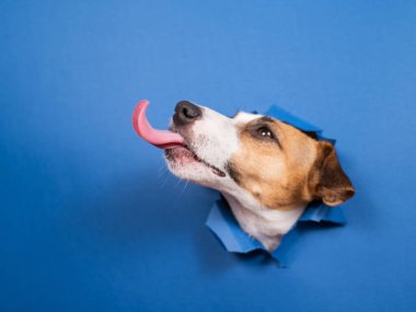 Komik köpek Jack Russell Terrier kağıt mavisi arka planda bir delikten sarkıyor.