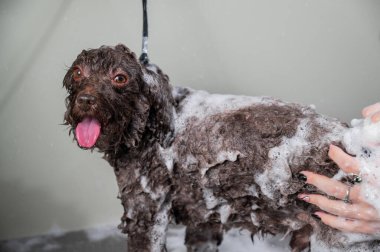 Kadın kuaförde mini fino köpeğini şampuanlıyor.