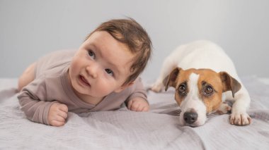 Karnının üstünde yatan bir bebeğin portresi ve Jack Russell Terrier köpeği.