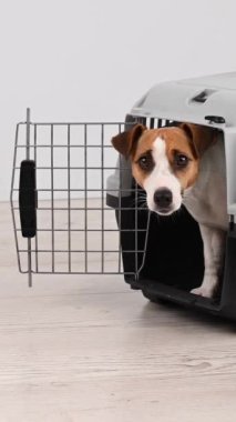Jack Russell Terrier köpeği güvenli yolculuk için çantadan çıkar. Dikey video