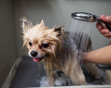 Bir kadın kuaförde şirin bir Pomeranya köpeği yıkıyor.