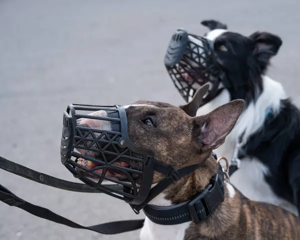 The owner walks two muzzled dogs on a leash. Black and white border collie and brindle bull terrier