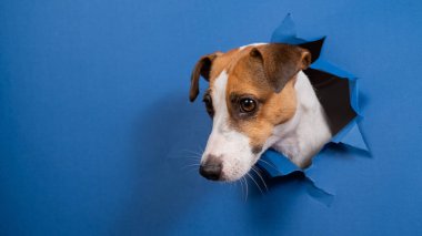 Komik köpek Jack Russell Terrier kağıt mavisi arka planda bir delikten sarkıyor.