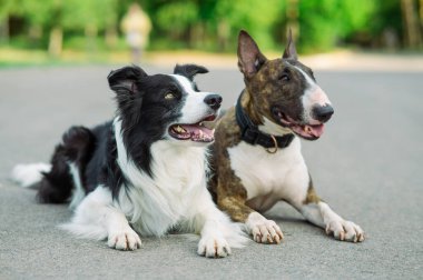 Siyah-beyaz sınır çoban köpeği ve brindle boğası teriyeri bir yürüyüşte yan yana yatar
