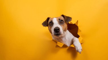 Komik Jack Russell Terrier kağıt turuncu bir arka plandan çıkıp onu yırtıyor.