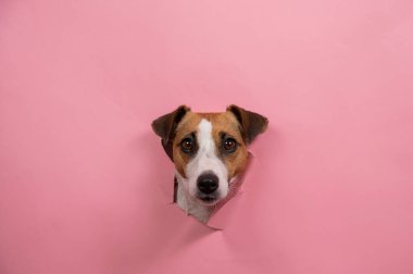 Komik köpek Jack Russell Terrier Pembe kağıt arkaplanı yırttı
