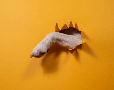 Köpek jack russell terrier yırtık karton turuncu arka plan