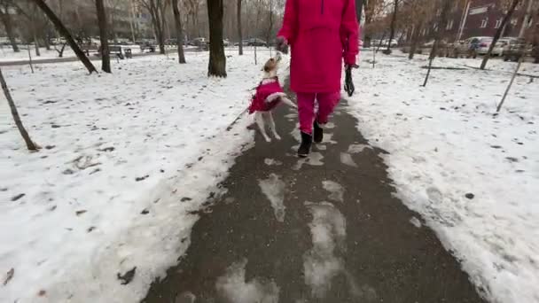 Beyaz Kadın Dışarıda Köpek Jack Russell Terrier Ile Oynuyor — Stok video