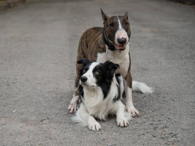 İki köpek yürüyüş yaparken sarılıyorlar. Border collie ve bull terrier