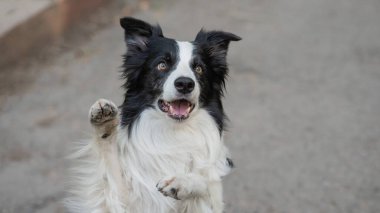 Border collie dog dışarıda tavşan egzersizi yapıyor.