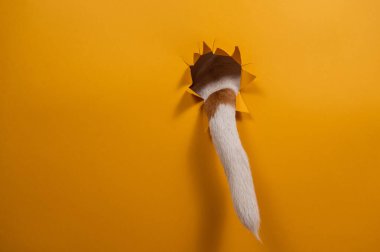 Jack Russell Terrier köpeğinin kuyruğu turuncu arka plandaki yırtık kağıttan sarkıyor.