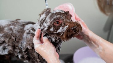 Kadın kuaförde mini fino köpeğini şampuanlıyor.