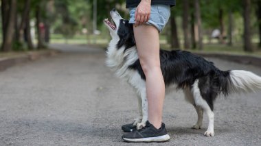 Sahibinin bacaklarının arasında siyah beyaz bir çoban köpeği var ve yürürken gözlerinin içine bakıyor.