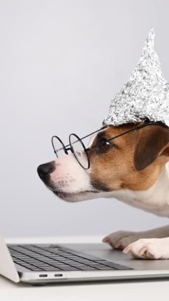 Jack Russell Terrier Perro Sombrero Papel Aluminio Gafas Funciona Ordenador — Vídeo de stock