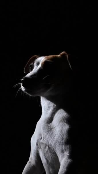 Портрет Собаки Джека Рассела Чёрном Фоне Вертикальное Видео — стоковое видео