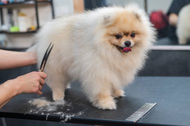 Bir kadın makasla Pomeranya kesimi yapar. Kuaförde bir köpek.